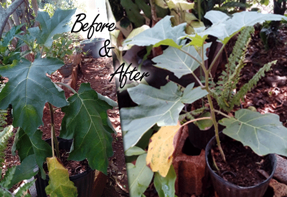 Spoilt-Plants-Before-After_Kdeen